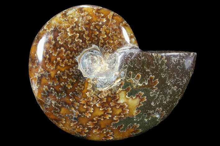Polished, Agatized Ammonite (Cleoniceras) - Madagascar #88063